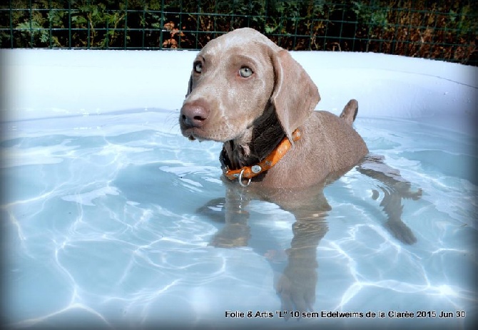 Edelweims de la Clarée - avis de fortes chaleurs... activité piscine pour les chiots!