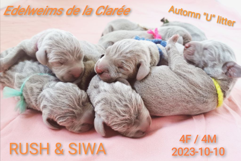 Edelweims de la Clarée - Les chiots de Siwa sont nés 