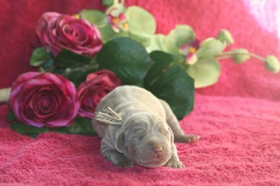 Edelweims de la Clarée - Naissance de 8 bébés de Dixie et Harper