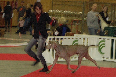 Edelweims de la Clarée - Norton BIS Vétéran au Paris Dog Show 2007