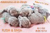  - Les chiots de Siwa sont nés 