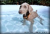  - avis de fortes chaleurs... activité piscine pour les chiots!
