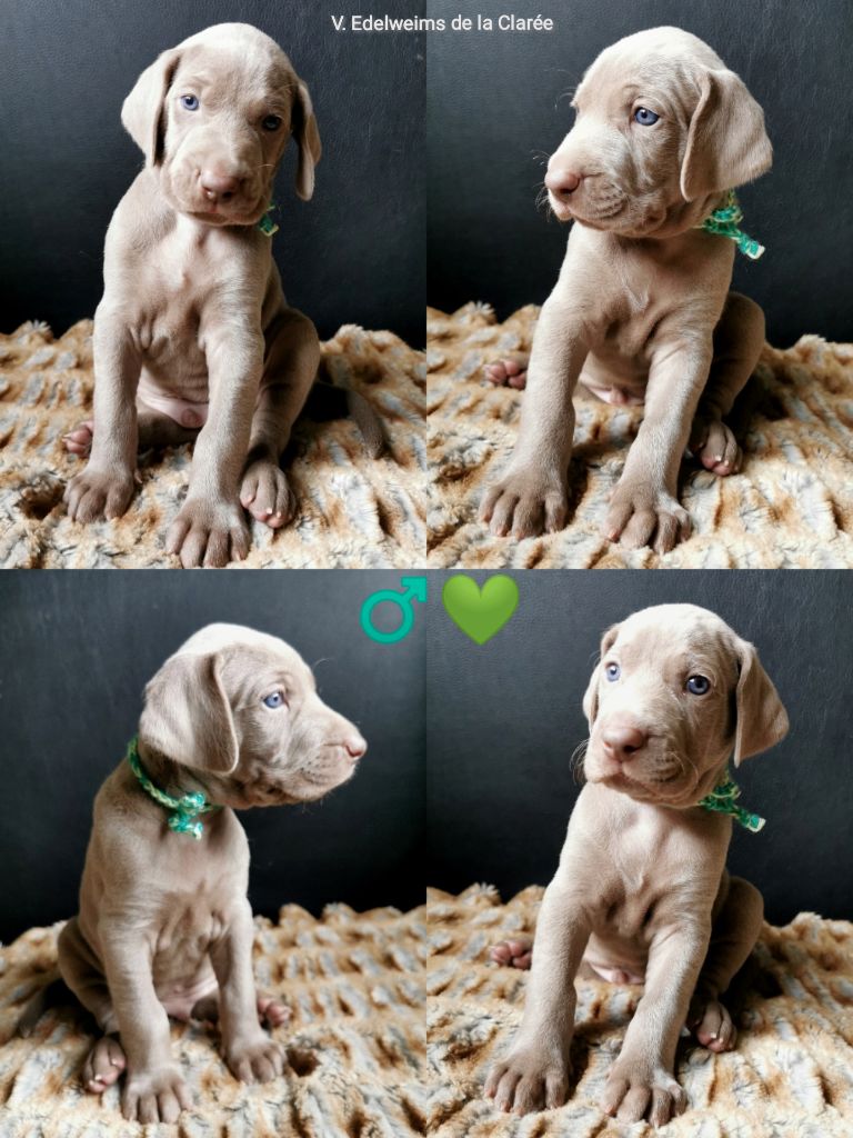 Edelweims de la Clarée - Chiot disponible  - Braque de Weimar