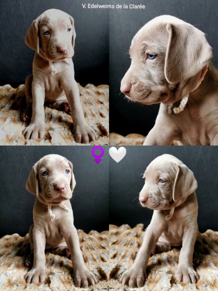 Edelweims de la Clarée - Chiot disponible  - Braque de Weimar