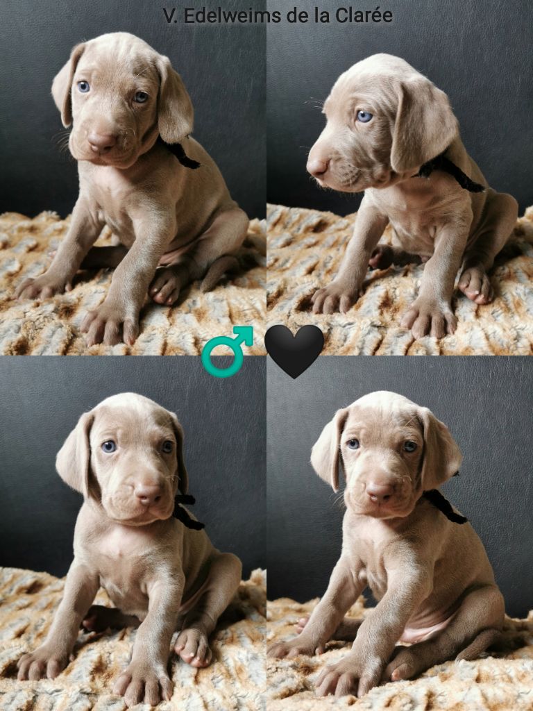 Edelweims de la Clarée - Chiot disponible  - Braque de Weimar