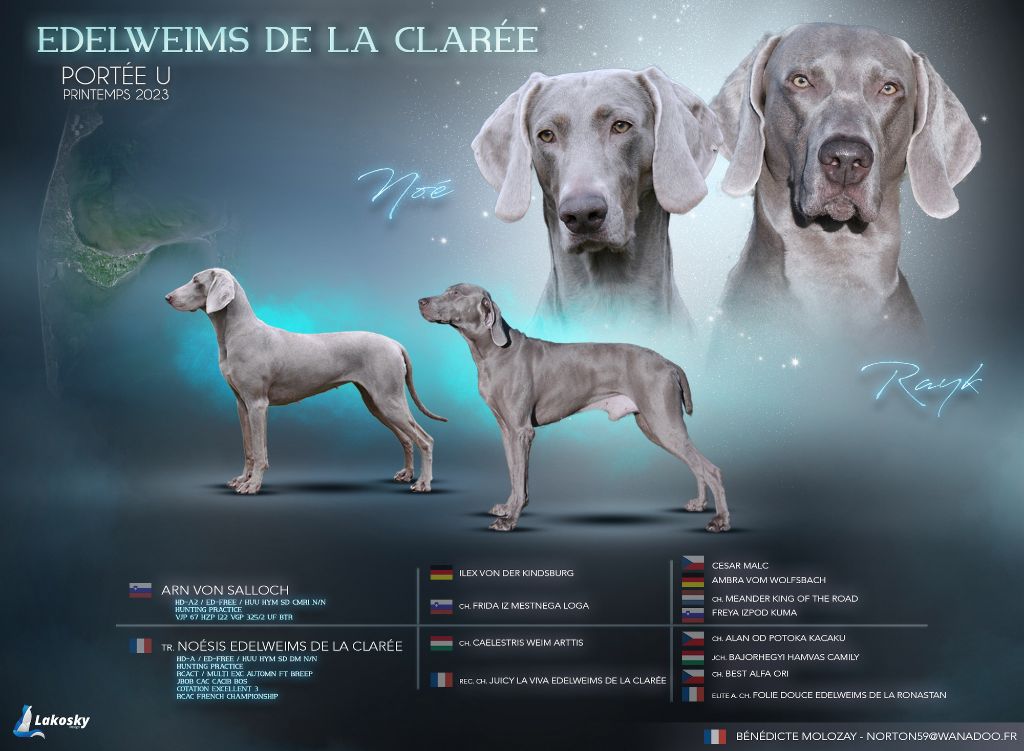 chiot Braque de Weimar Edelweims de la Clarée