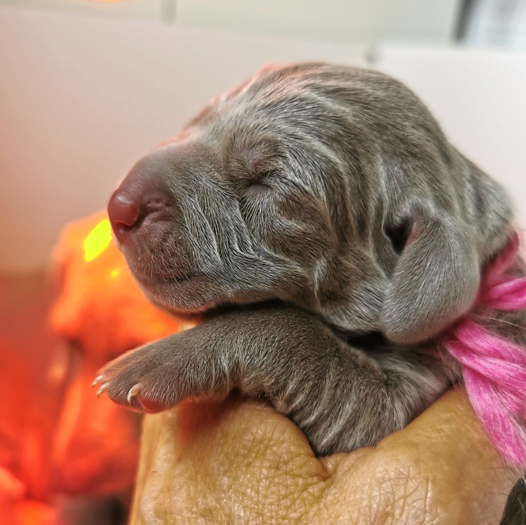 Edelweims de la Clarée - Chiot disponible  - Braque de Weimar