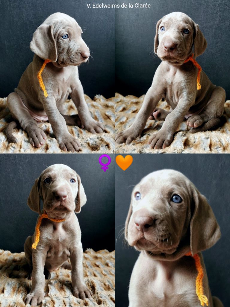 Edelweims de la Clarée - Chiot disponible  - Braque de Weimar