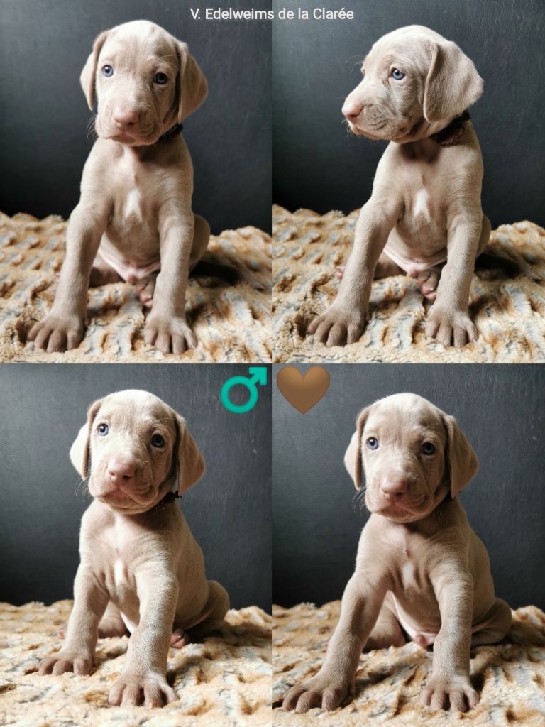 Edelweims de la Clarée - Chiot disponible  - Braque de Weimar