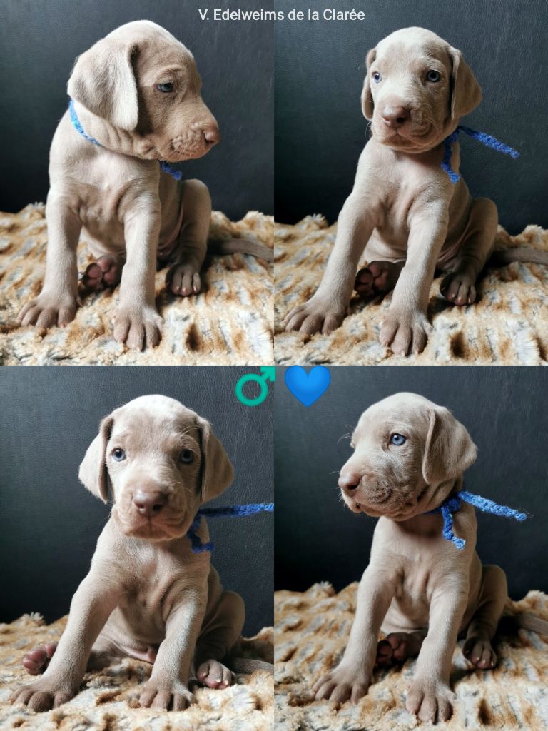 Edelweims de la Clarée - Chiot disponible  - Braque de Weimar