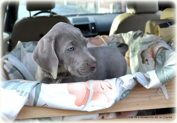 Hermès Edelweims de la Clarée