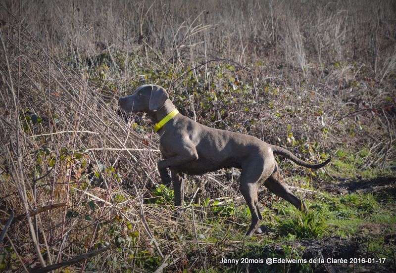 Jenny Edelweims de la Clarée