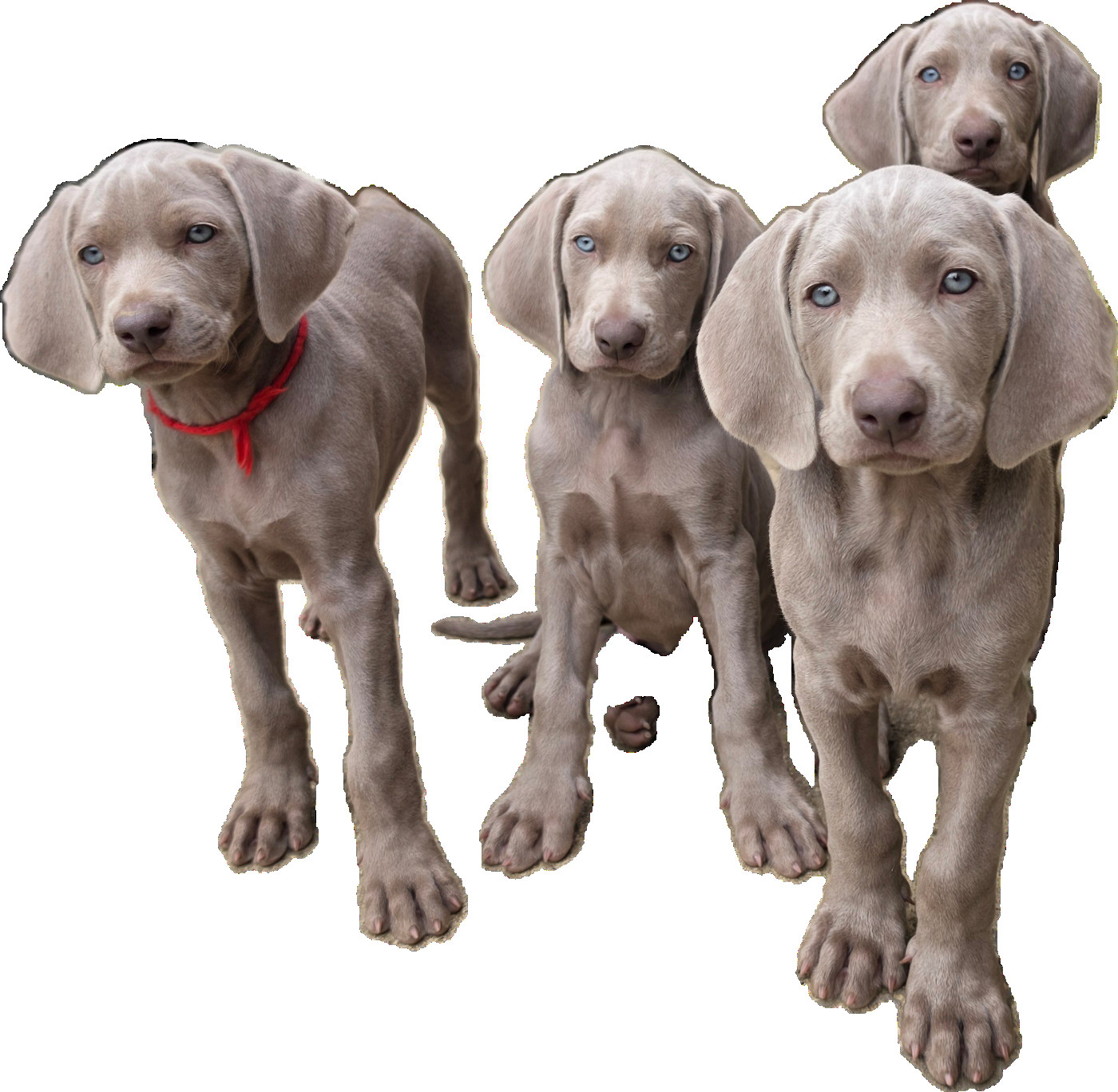 SIWA & QUINT 10 chiots nés le 8 Juillet 2026!