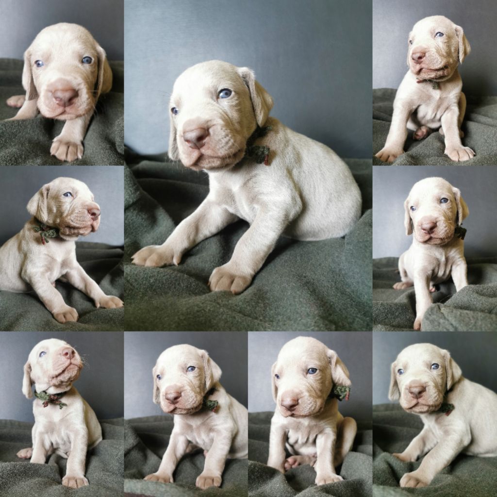 Edelweims de la Clarée - Chiots disponibles - Braque de Weimar