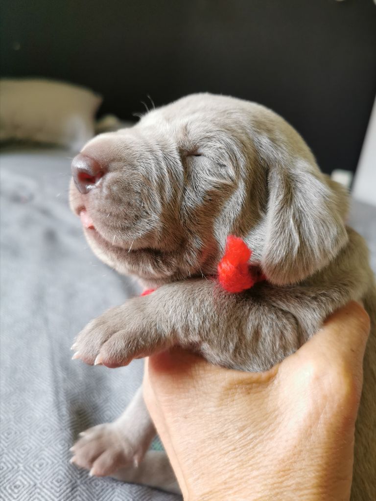 Edelweims de la Clarée - Chiots disponibles - Braque de Weimar