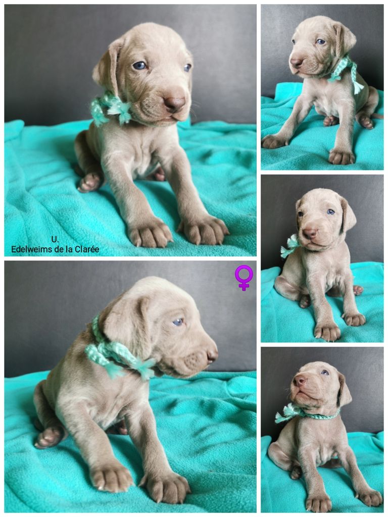 Edelweims de la Clarée - Chiots disponibles - Braque de Weimar