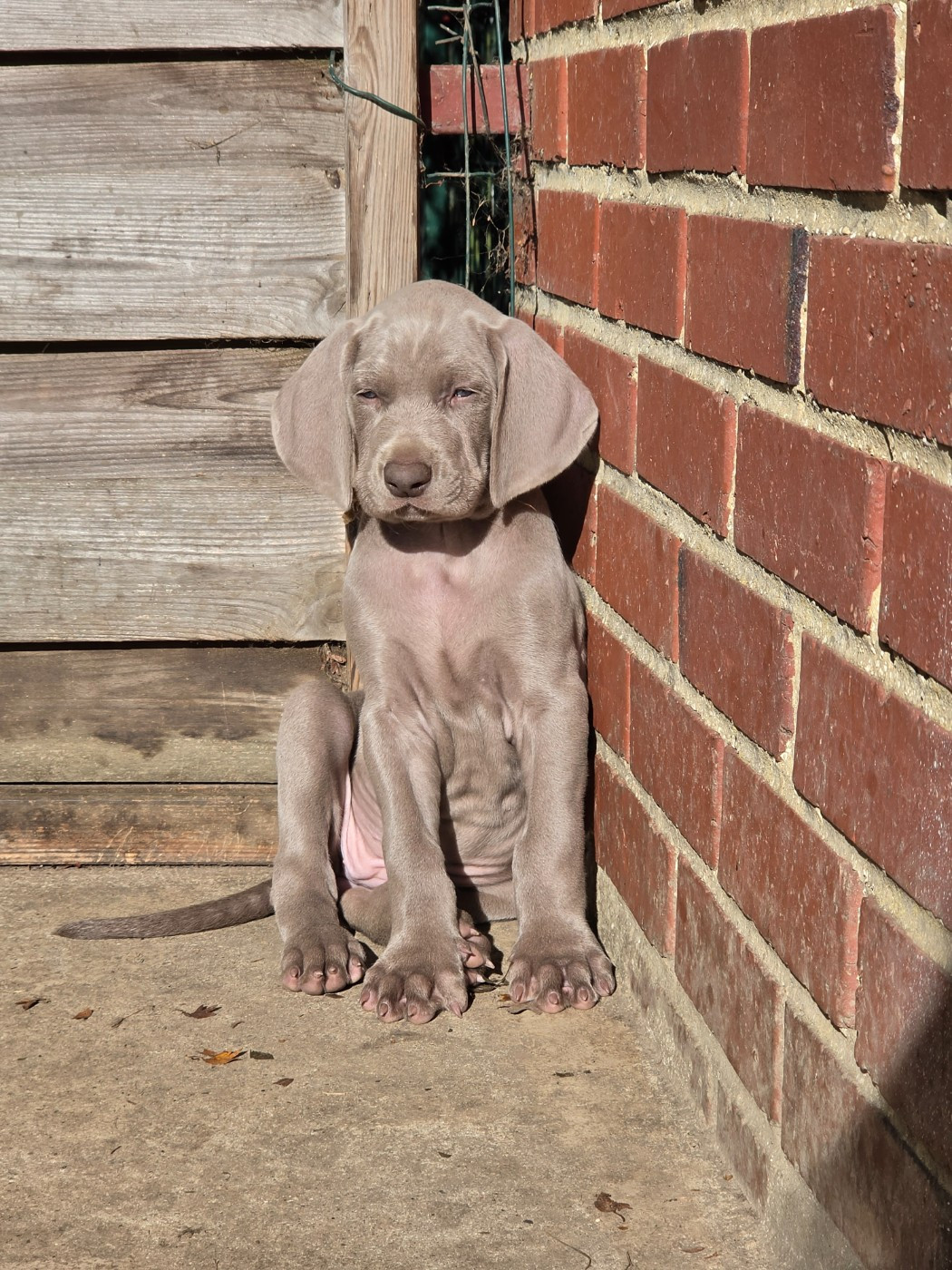 Edelweims de la Clarée - Chiots disponibles - Braque de Weimar