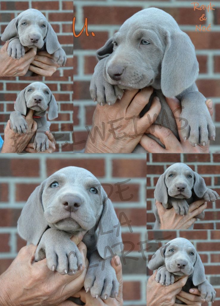 Edelweims de la Clarée - Chiots disponibles - Braque de Weimar