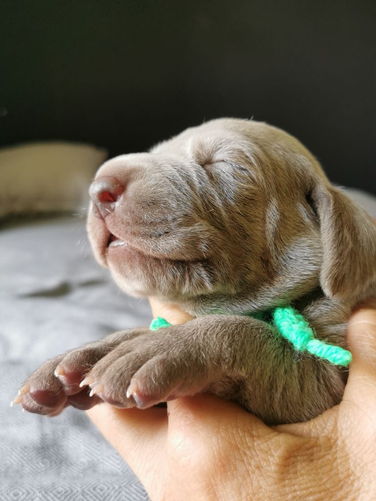 Edelweims de la Clarée - Chiots disponibles - Braque de Weimar