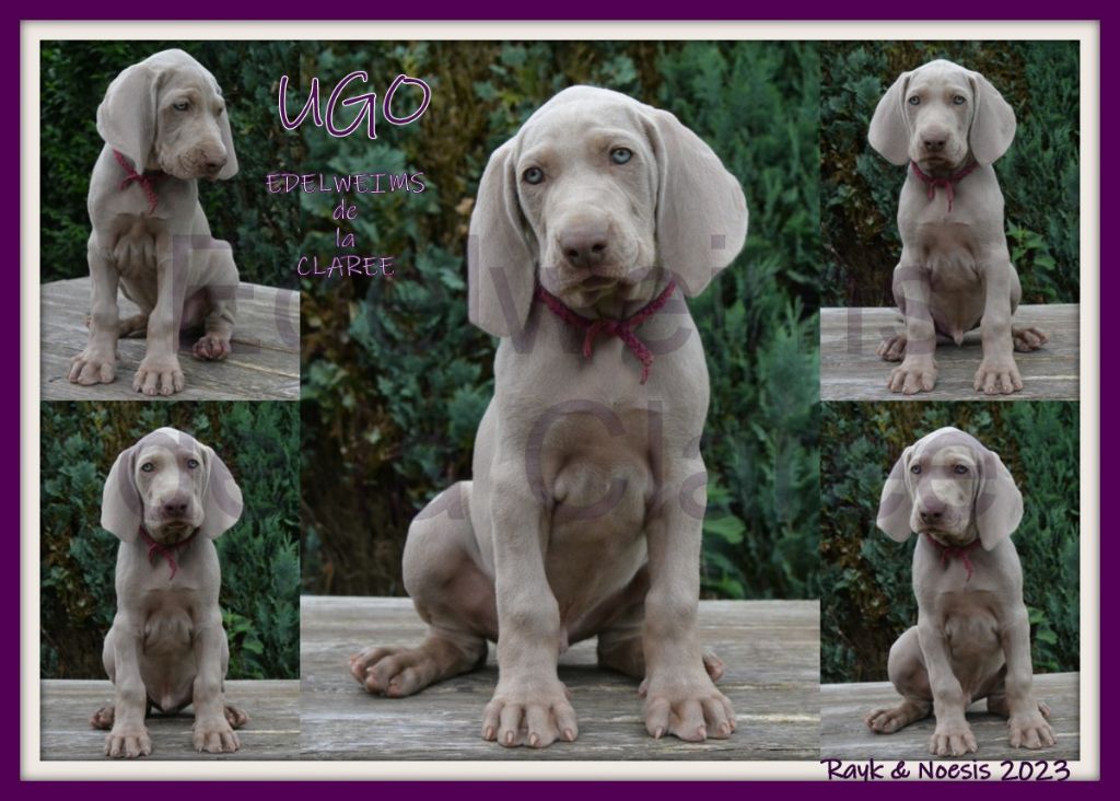 Edelweims de la Clarée - Chiots disponibles - Braque de Weimar