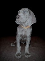 OZIRYS Edelweims de la Claree (orange)