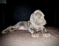 OHE LENA Edelweims de la Claree (beige)