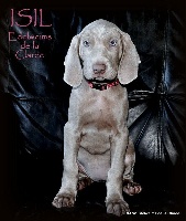 ISIL (collier rose)