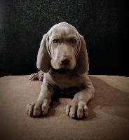 OBSI DIANE Edelweims de la Claree (rose pale)