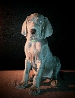 OKSANA Edelweims de la Claree (jaune)