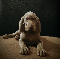 OSLO Edelweims de la Clarée
