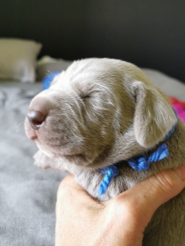 Edelweims de la Clarée - Chiots disponibles - Braque de Weimar