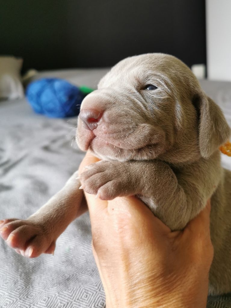 Edelweims de la Clarée - Chiots disponibles - Braque de Weimar