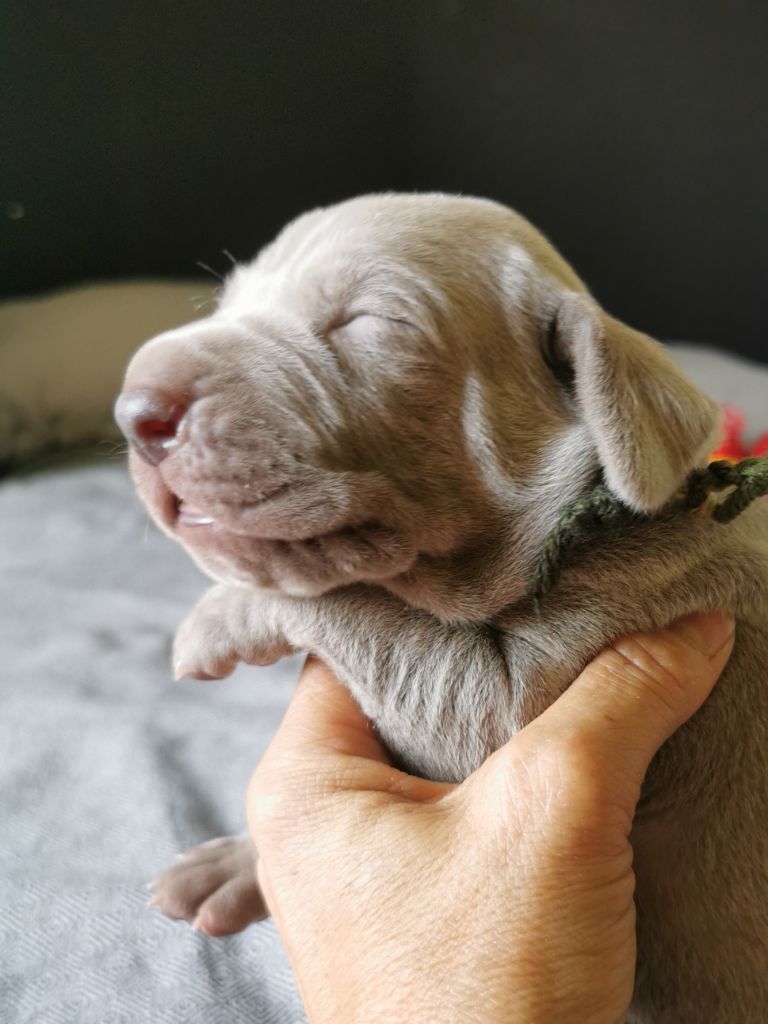 Edelweims de la Clarée - Chiots disponibles - Braque de Weimar